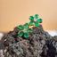 Flower Emerald Earring