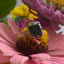 Black Diamond Ring